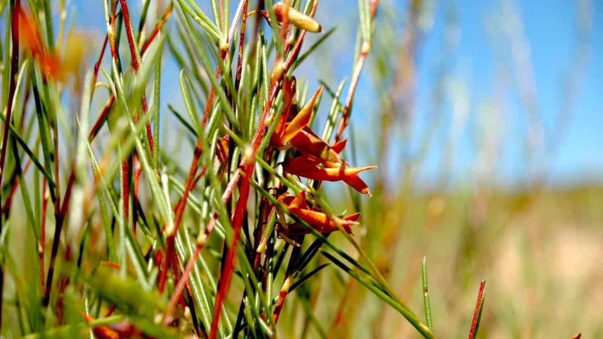 South African Rooibos Seeds Head to Space for Historic Experiment