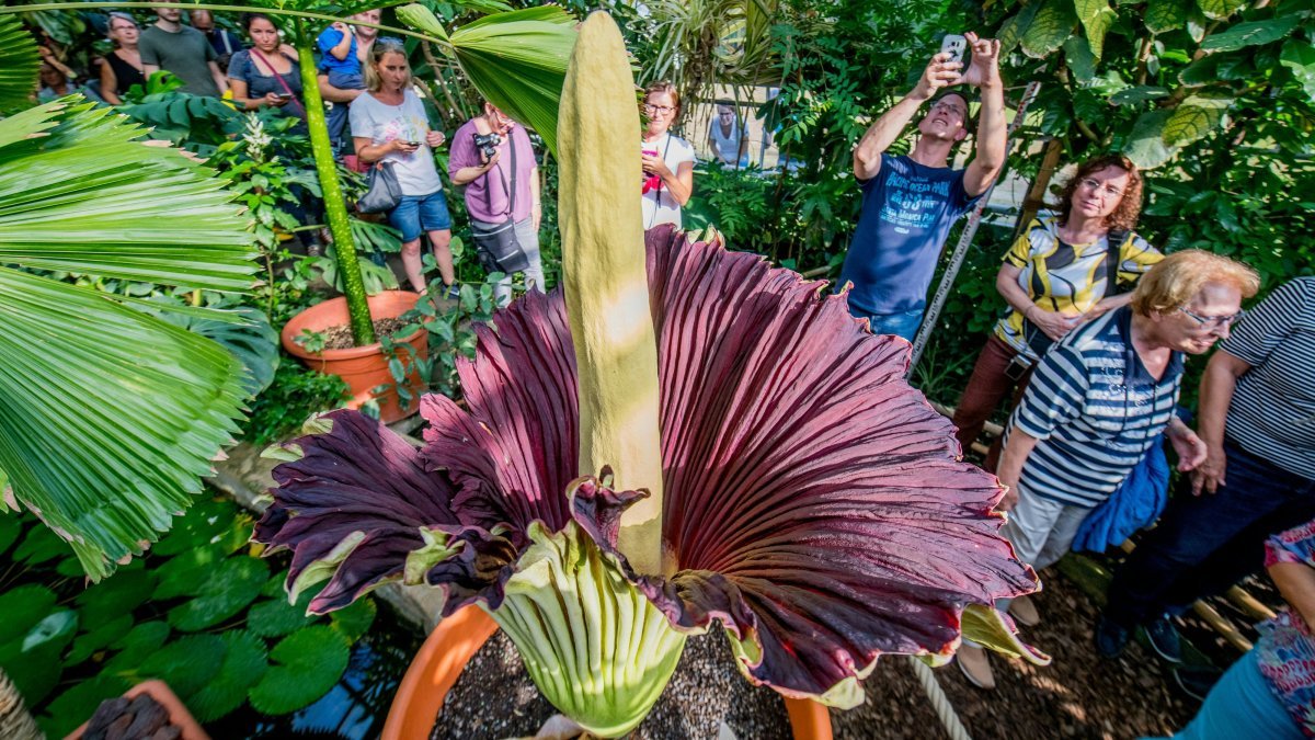Rare Titan Arum Tuber Stolen from Göttingen Botanical Garden
