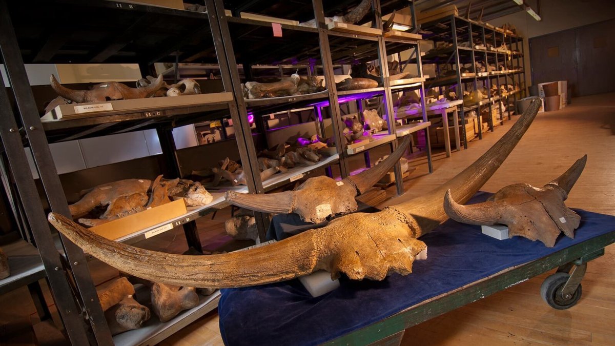Multimillion-Dollar T-Rex Auction Sparks Alarm Among Paleontologists